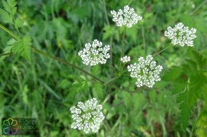 Chaerophyllum temulum (2).jpg_product